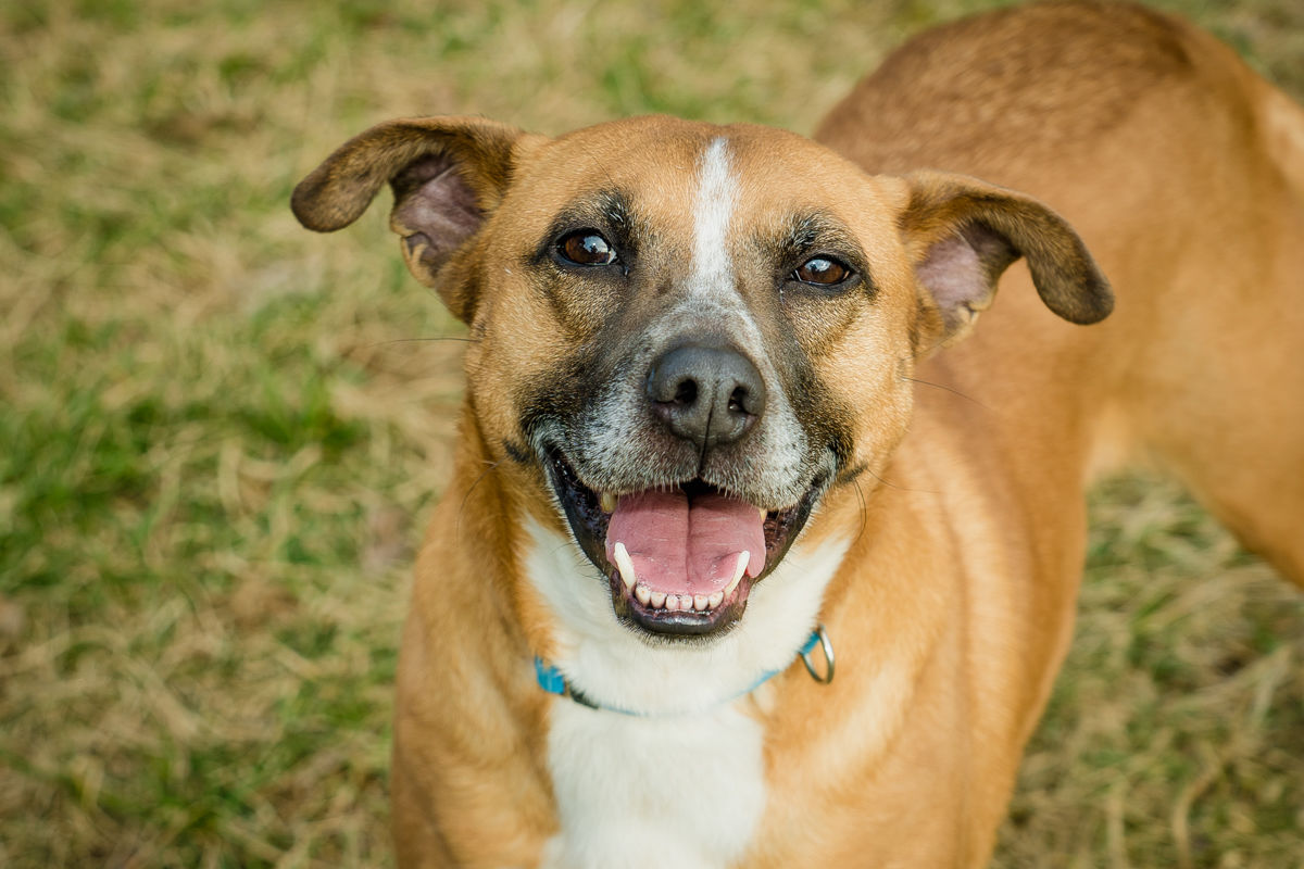 Operation Paws for Homes - Bella1.jpg